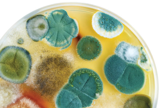 Mold