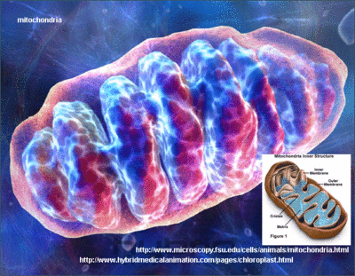 Mitochondria