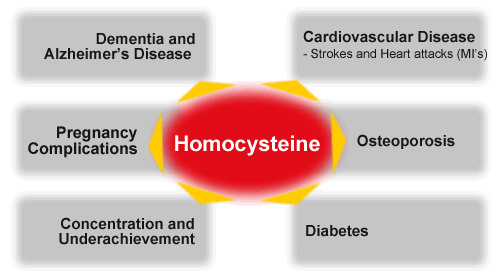 homocysteine2