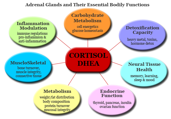 adrenal-gland-chart