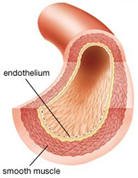 artery