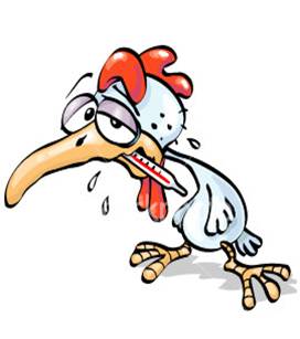 chicken and flu