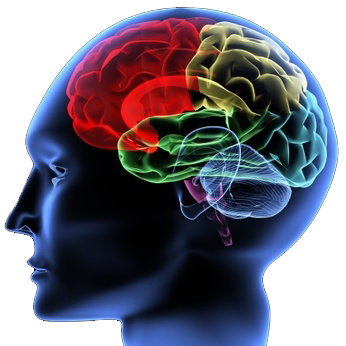 Brain