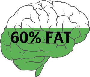 Brain is 60 Percent Fat