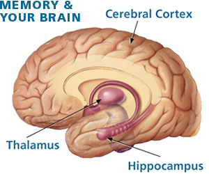 memory_brain