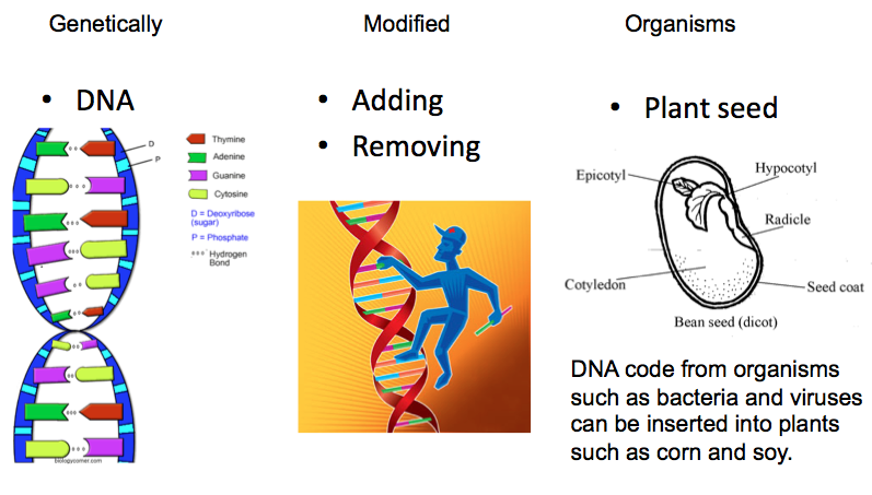 /GMOs-breakdown_dna
